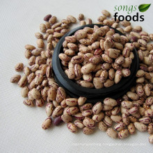 New Crop America Type Light Speckled Kidney Beans